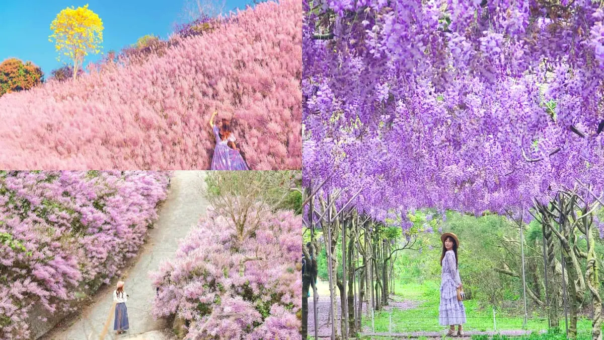 全台最大紫藤花園「這天」開放！破萬坪超好拍，加碼開追６處仙氣花海