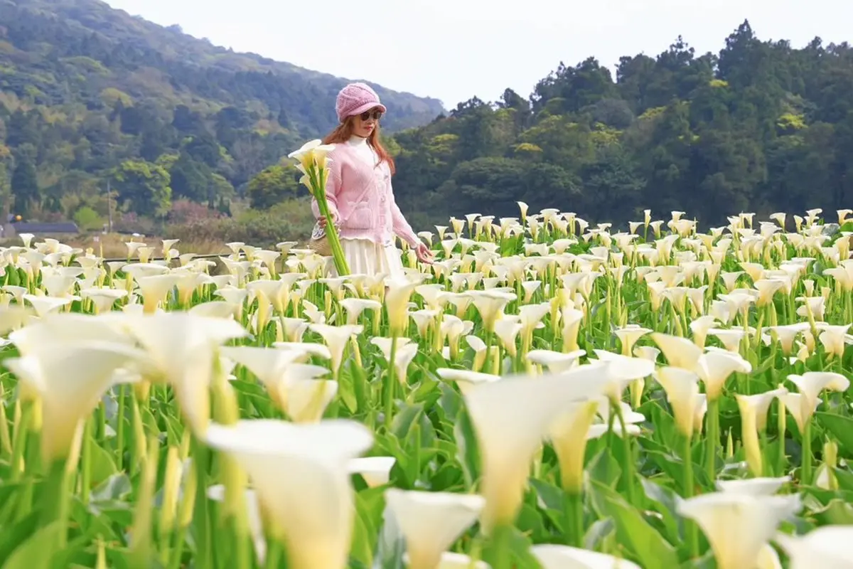 2024竹子湖海芋季「這天」登場！童趣造景免費拍，加碼台北３大限定花海快追