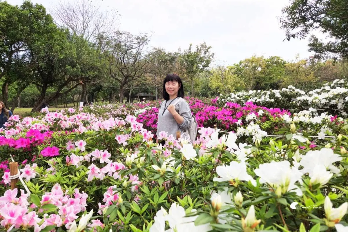 2024竹子湖海芋季「這天」登場！童趣造景免費拍，加碼台北３大限定花海快追