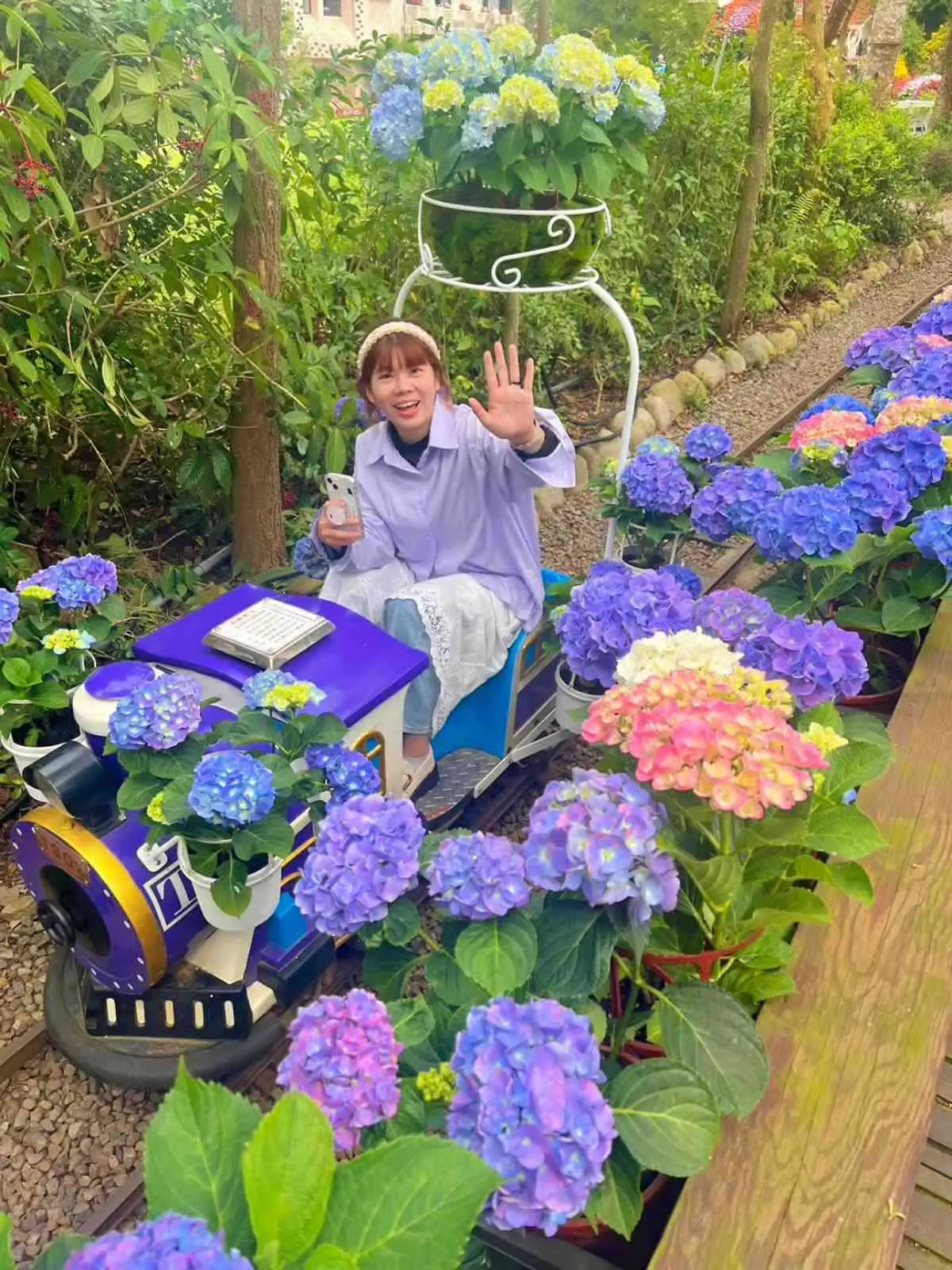 全台唯一「繡球花小火車」！免走路搶拍繽紛花海，再吃暴紅「繡球花霜淇淋」