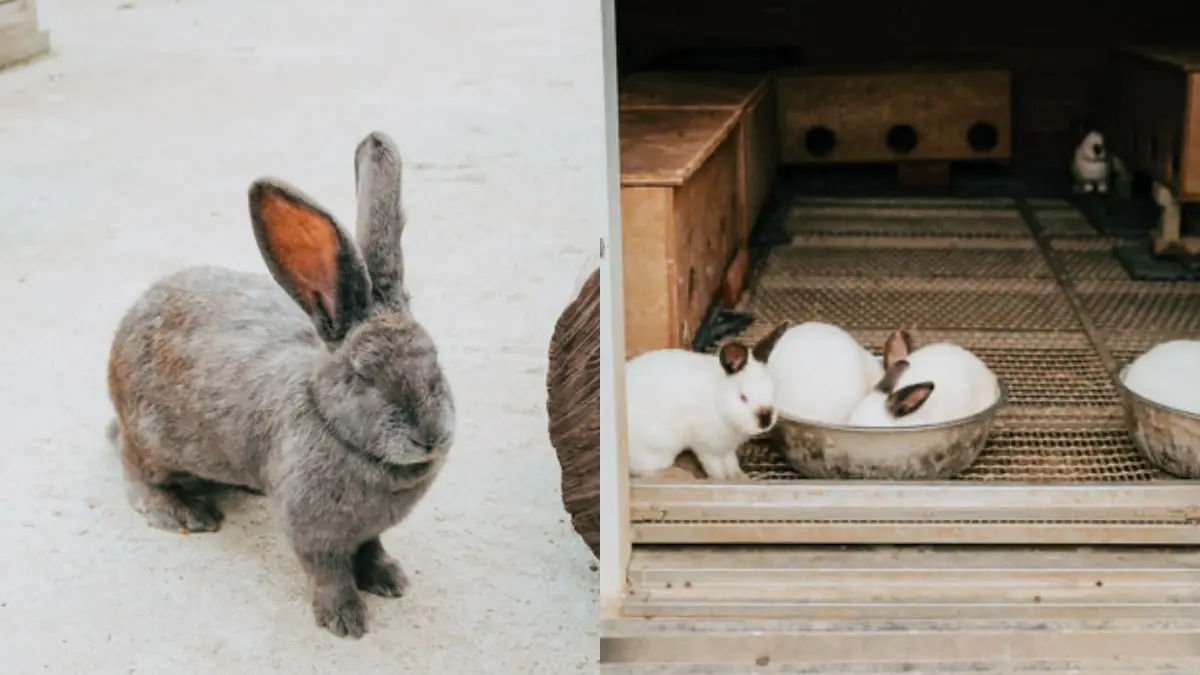 超過20種動物萌翻！桃園「萬坪親子莊園」最低100元爽玩，還有超放電遊樂場