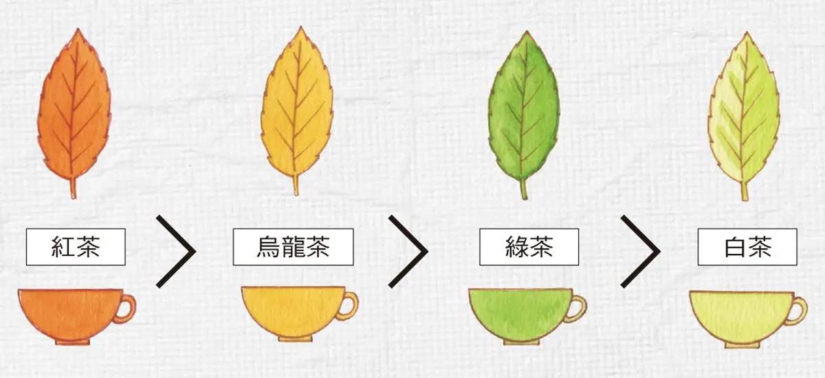 紅茶VS咖啡誰的咖啡因多？南非國寶茶竟然「不是茶」？紅茶知識大蒐祕