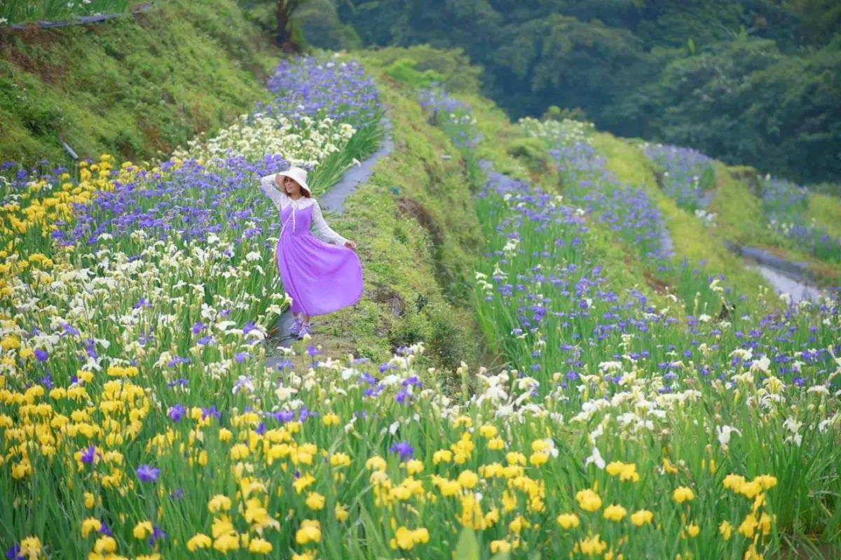 北海岸最美「抹茶千層派」！百年梯田＋三色鳶尾花海免費拍爆，堪稱全台唯一