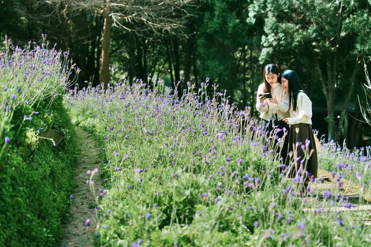 限時２天免費入園！薰衣草森林繡球花季登場，做「這事」再享霜淇淋買一送一