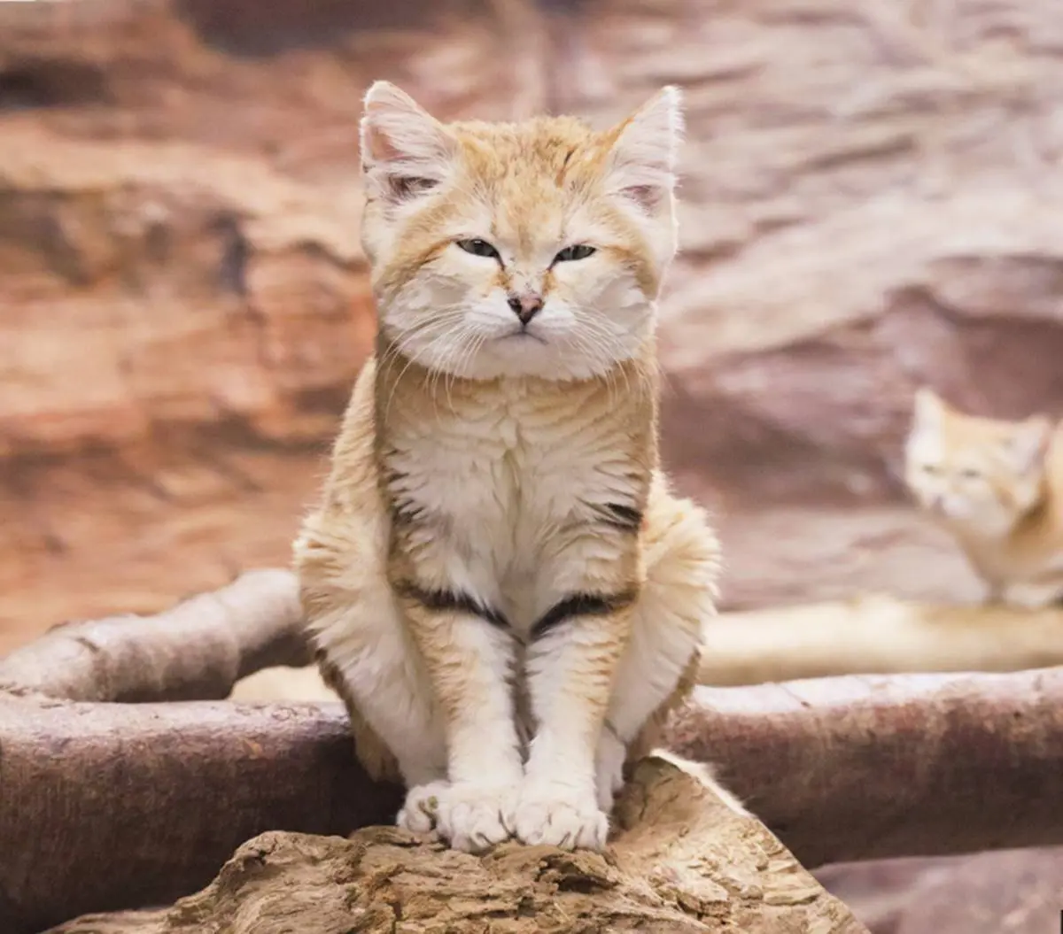 日本動物園偶像巡禮!5大必看人氣明星:拍寫真集大猩猩、會鞠躬呆萌鯨頭鸛 日本動物園偶像巡禮!5大必看人氣明星:拍寫真集大猩猩、會鞠躬呆萌鯨頭鸛