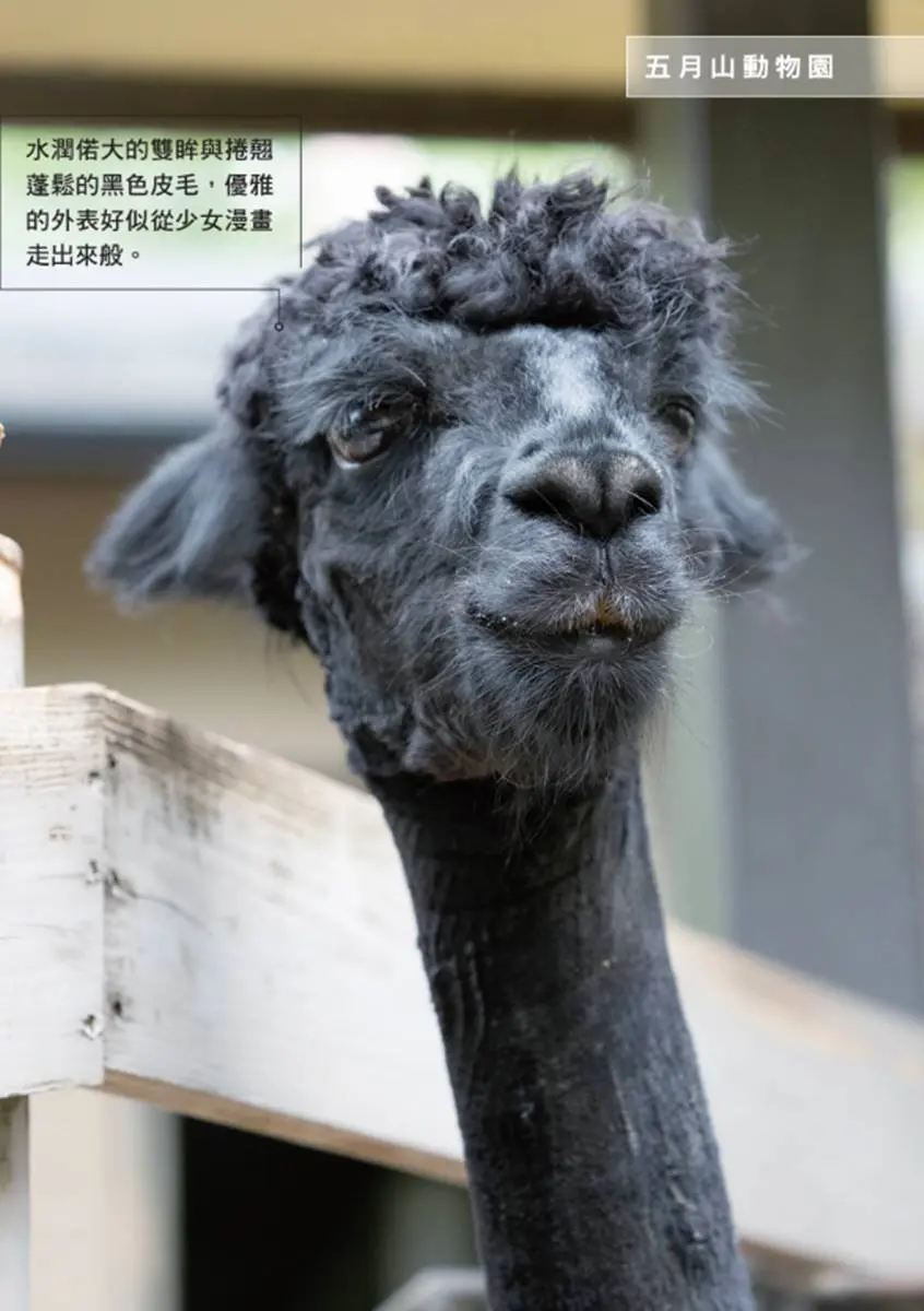 日本動物園偶像巡禮!5大必看人氣明星:拍寫真集大猩猩、會鞠躬呆萌鯨頭鸛 日本動物園偶像巡禮!5大必看人氣明星:拍寫真集大猩猩、會鞠躬呆萌鯨頭鸛