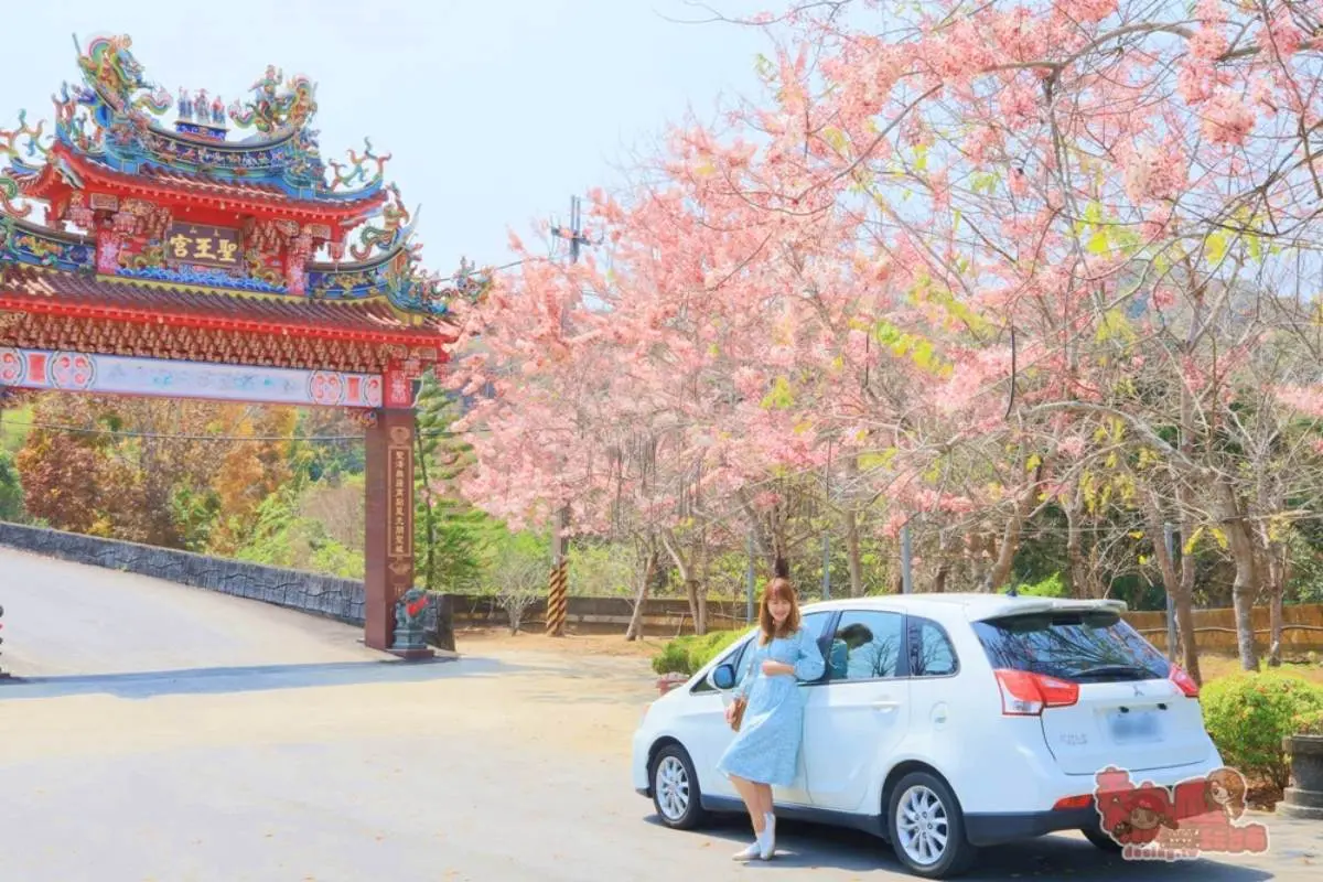 粉爆了!中南部7處「花旗木祕境」:台版吉野山千本櫻、彰化最美鐵道 粉爆了!中南部7處「花旗木祕境」:台版吉野山千本櫻、彰化最美鐵道