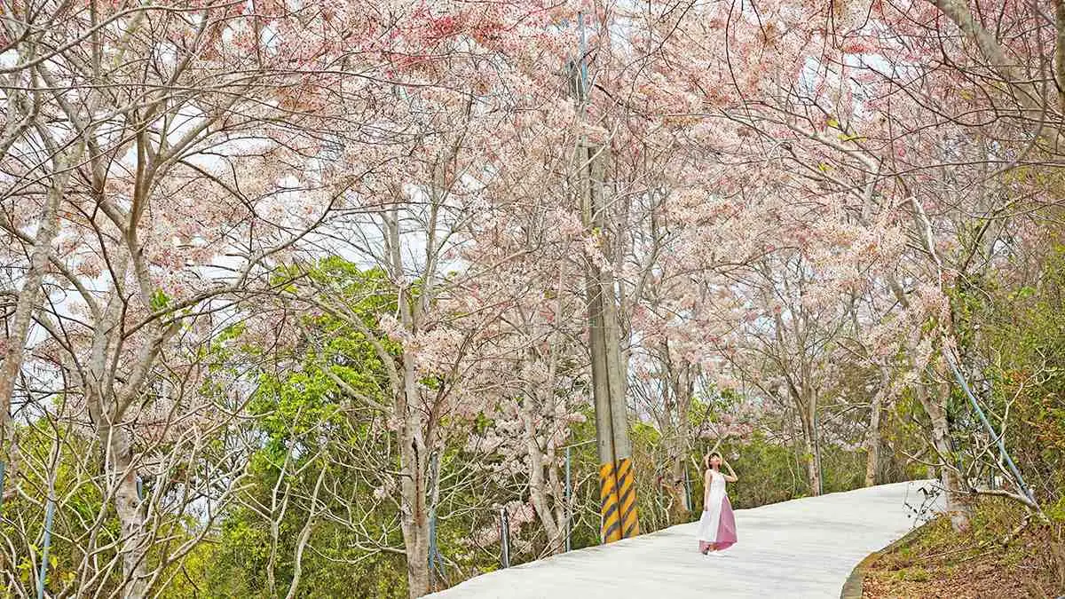 粉爆了！中南部７處「花旗木祕境」：台版吉野山千本櫻、彰化最美鐵道