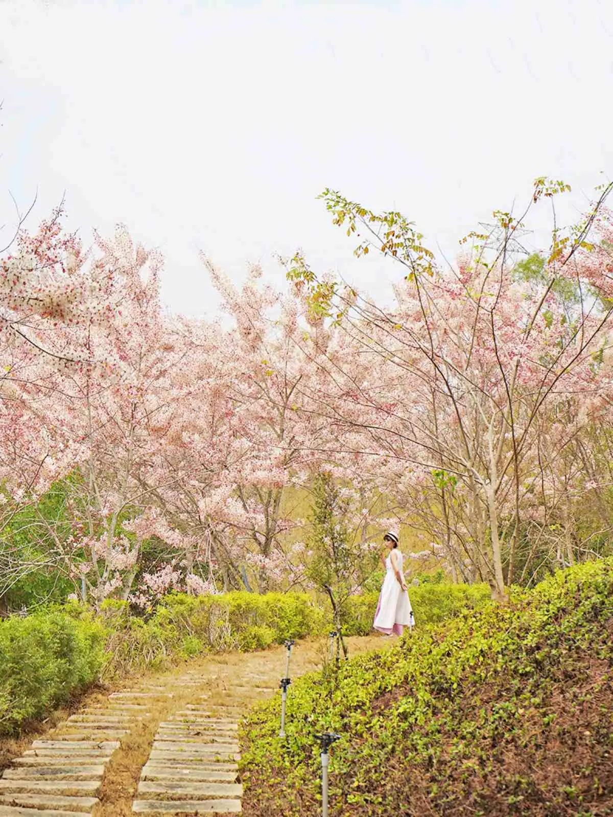 粉爆了！中南部７處「花旗木祕境」：台版吉野山千本櫻、彰化最美鐵道
