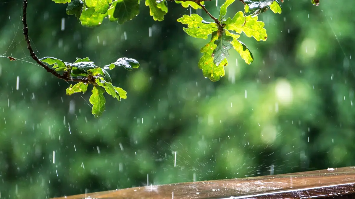 4/19~5/4穀雨節氣12生肖運勢!屬馬有「桃花財」,肖兔小心信用卡被盜用