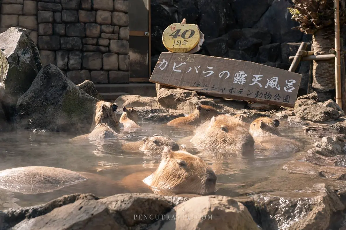 水豚泡湯「暴紅起點」!超療癒40年「水豚溫泉」,園內還能賞鳥、乘船探險 水豚泡湯「暴紅起點」!超療癒40年「水豚溫泉」,園內還能賞鳥、乘船探險