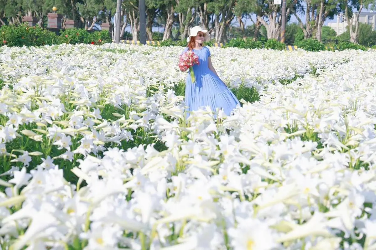 超過２萬朵「純白百合花海」50元拍爆！順遊日系樹林隧道、超低調麵包工廠