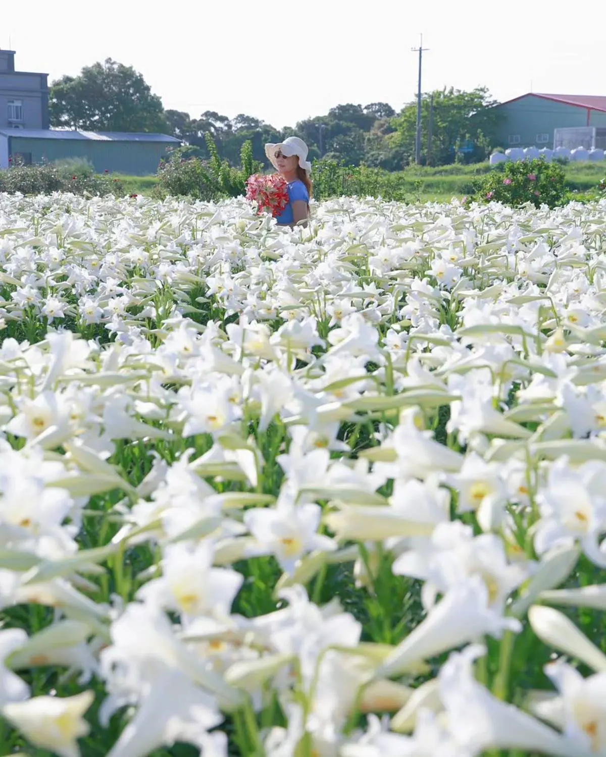 超過２萬朵「純白百合花海」50元拍爆！順遊日系樹林隧道、超低調麵包工廠