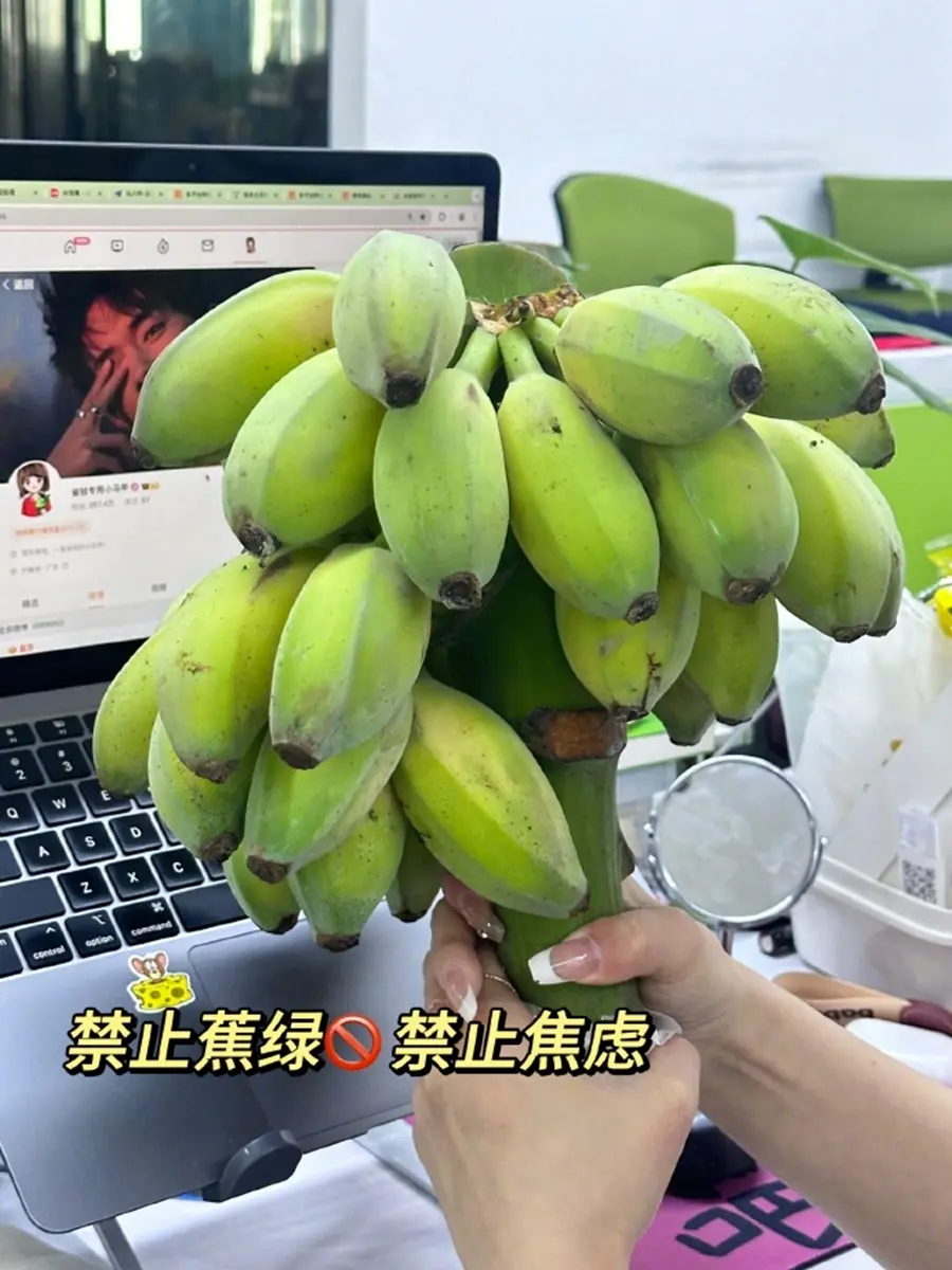 香蕉變身辦公桌植栽!掛標語「禁止蕉綠」上班超紓壓,1週後還能分給同事吃 香蕉變身辦公桌植栽!掛標語「禁止蕉綠」上班超紓壓,1週後還能分給同事吃