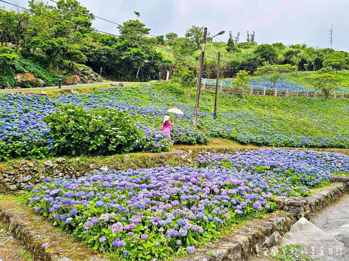 北部最美「繡球花祕境」藏公路!上萬朵藍紫花海免費拍爆,再登高遠眺龜山島 北部最美「繡球花祕境」藏公路!上萬朵藍紫花海免費拍爆,再登高遠眺龜山島