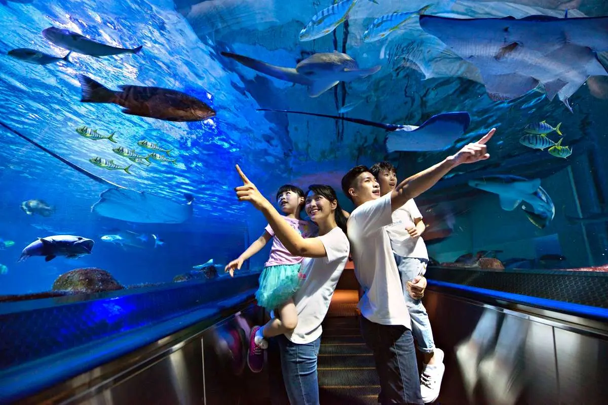 花蓮海洋公園「這天」回歸!3大優惠亮點:6月壽星免費、限時4天買一送一 花蓮海洋公園「這天」回歸!3大優惠亮點:6月壽星免費、限時4天買一送一