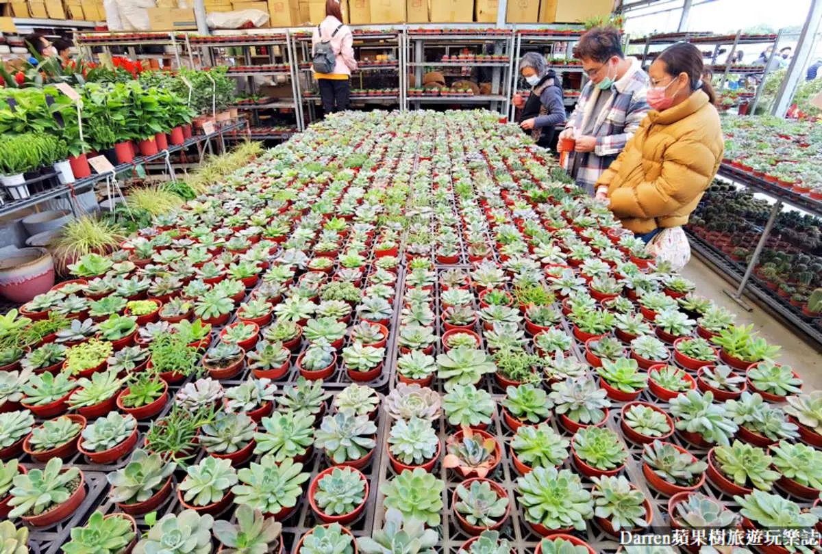 盆栽最低僅７元！桃園鄉民激推「平價花市」地點曝，多肉植物買４送１好划算