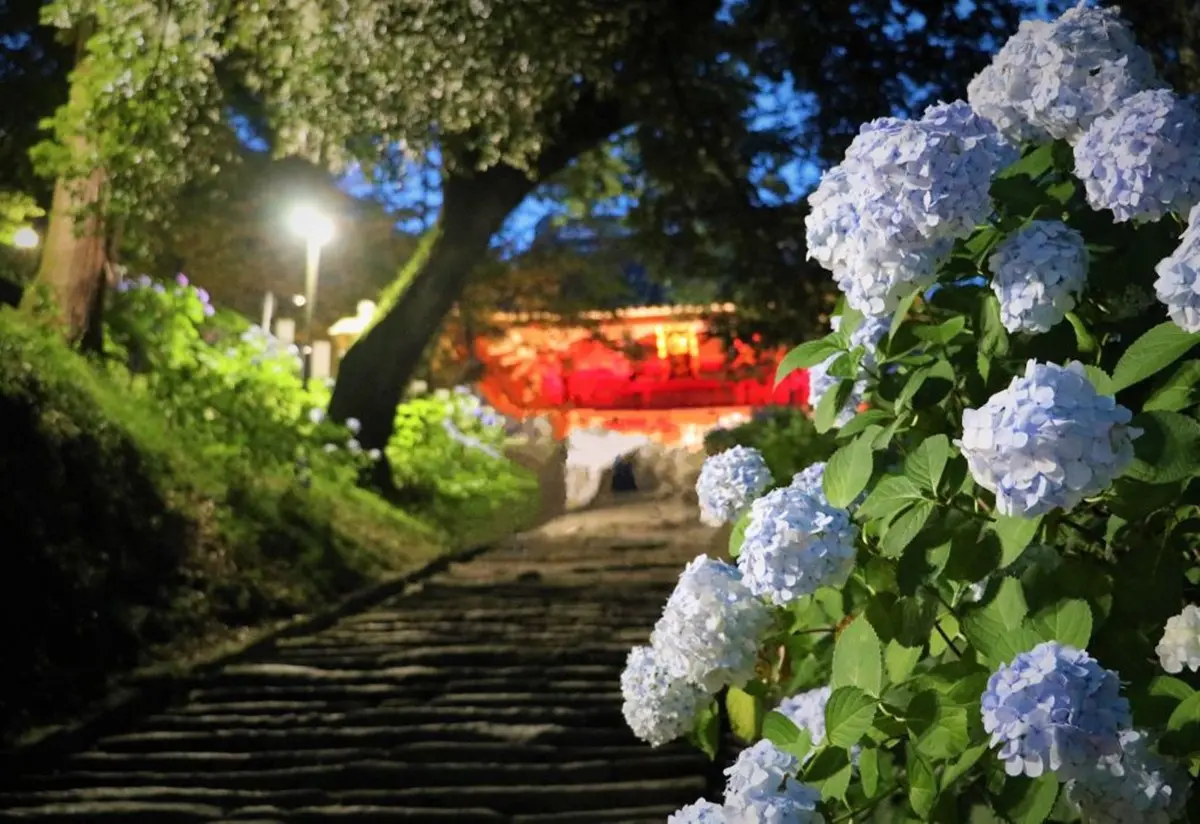 整個池面都是繡球花!觀音寺竟藏IG暴紅美景,還有夜間燈光秀快衝 整個池面都是繡球花!觀音寺竟藏IG暴紅美景,還有夜間燈光秀快衝