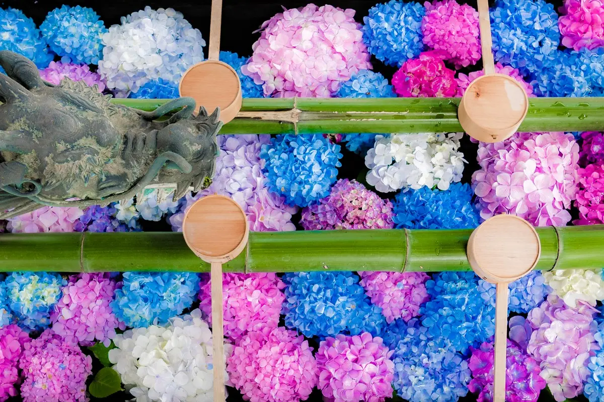京都「繡球花寺」必朝聖!洗手池飄滿絢爛花球,還有5千株繡球讓你拍到飽 京都「繡球花寺」必朝聖!洗手池飄滿絢爛花球,還有5千株繡球讓你拍到飽