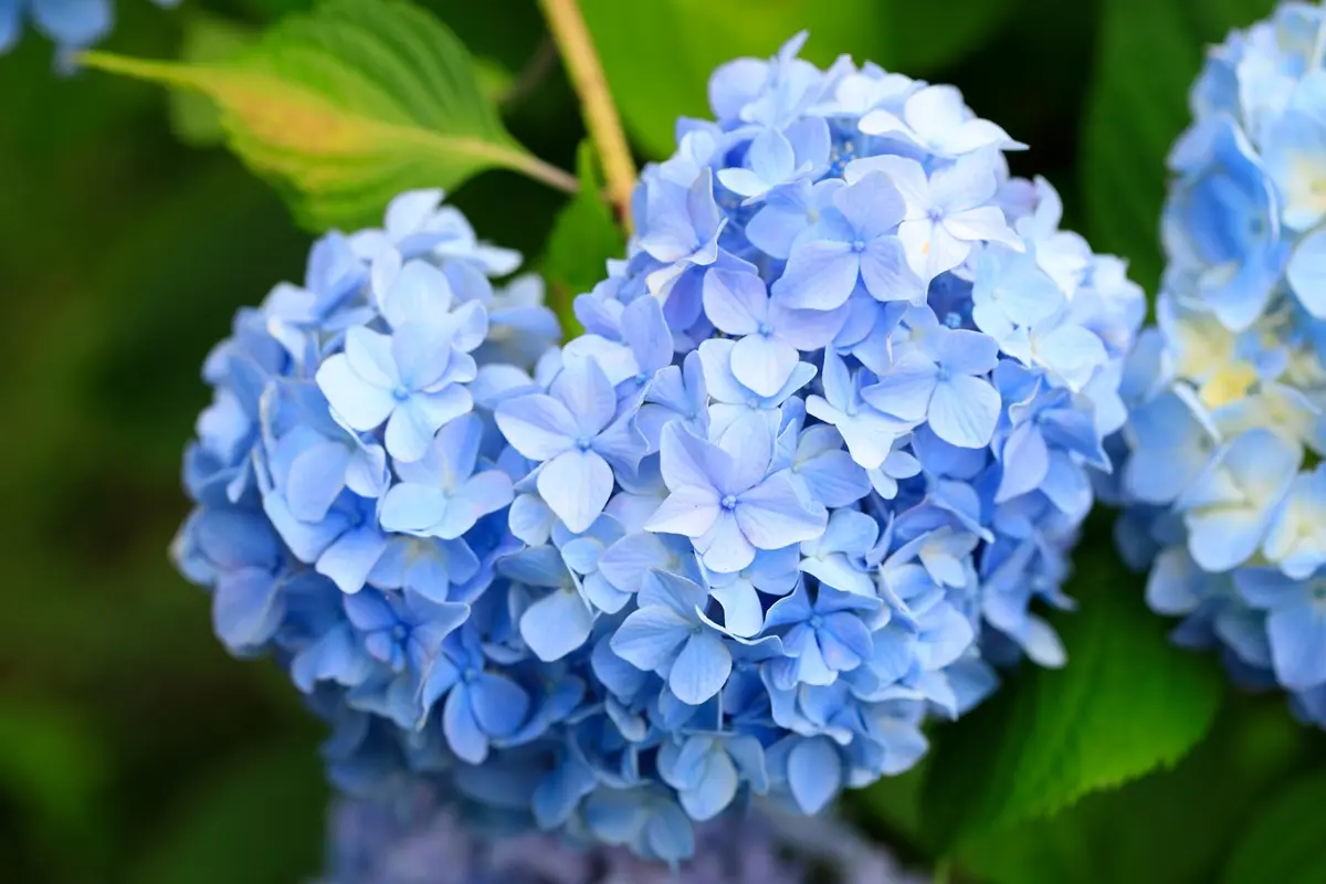 京都「繡球花寺」必朝聖!洗手池飄滿絢爛花球,還有5千株繡球讓你拍到飽 京都「繡球花寺」必朝聖!洗手池飄滿絢爛花球,還有5千株繡球讓你拍到飽