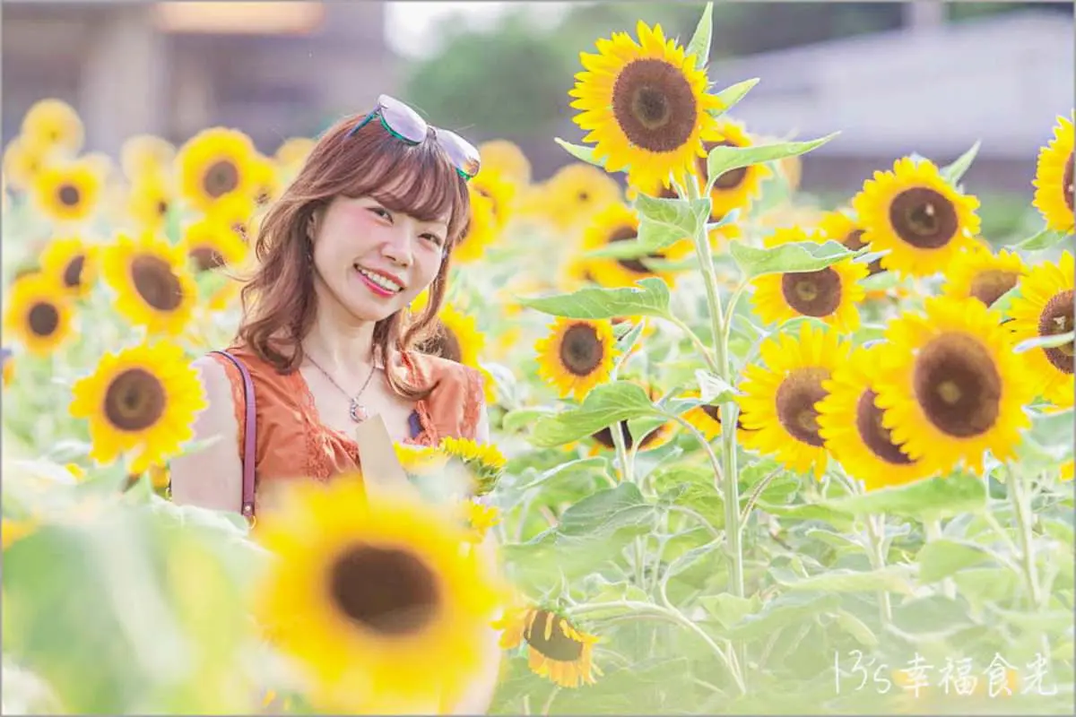 北部最大「向日葵農場」100元拍爆!千坪花海美翻,加碼玩兒童賽車、碰碰船 北部最大「向日葵農場」100元拍爆!千坪花海美翻,加碼玩兒童賽車、碰碰船