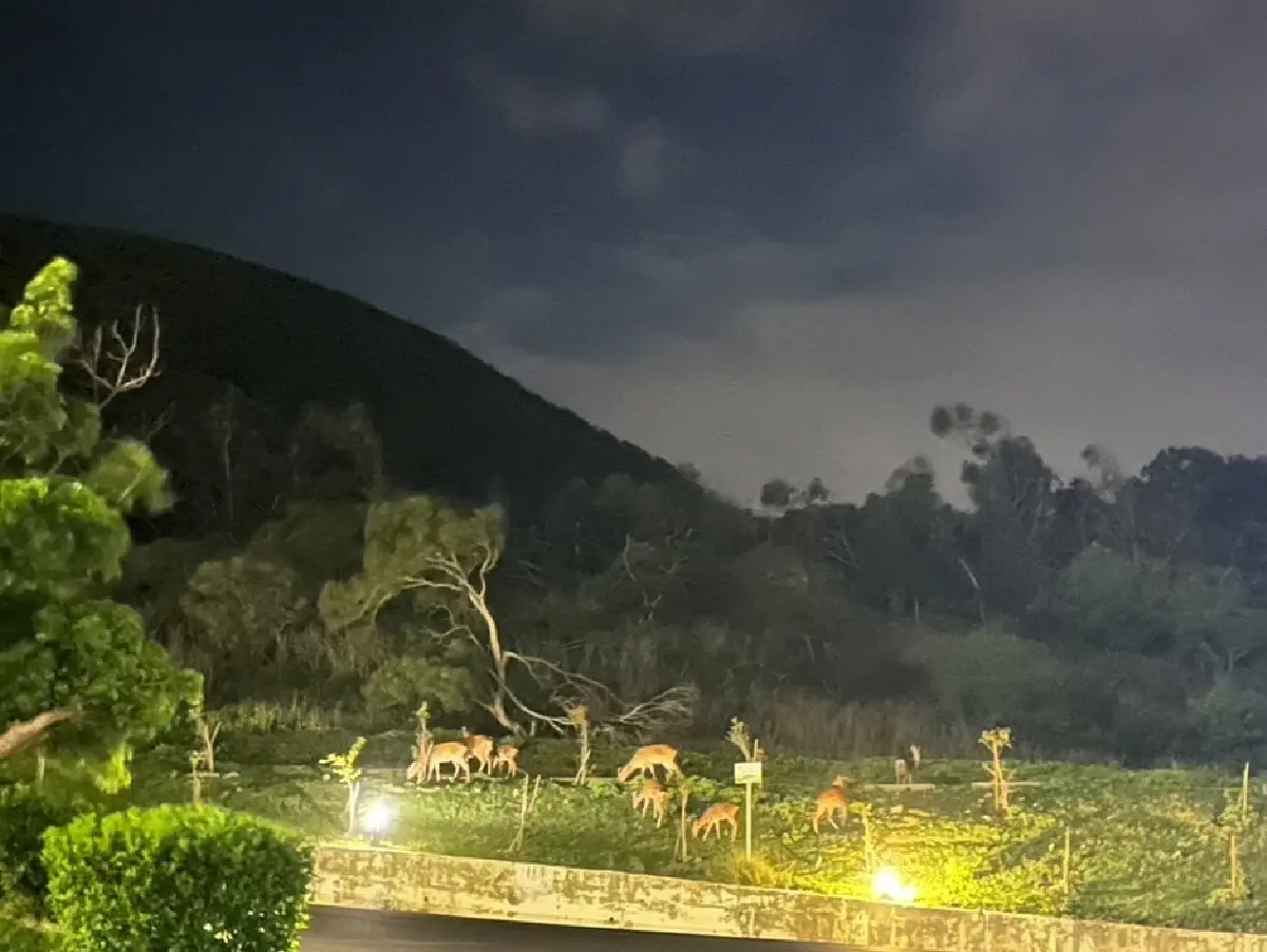 【獨家】夜訪梅花鹿！「墾丁福容」送3000元海景房優惠，玩爆四大主題戲水區