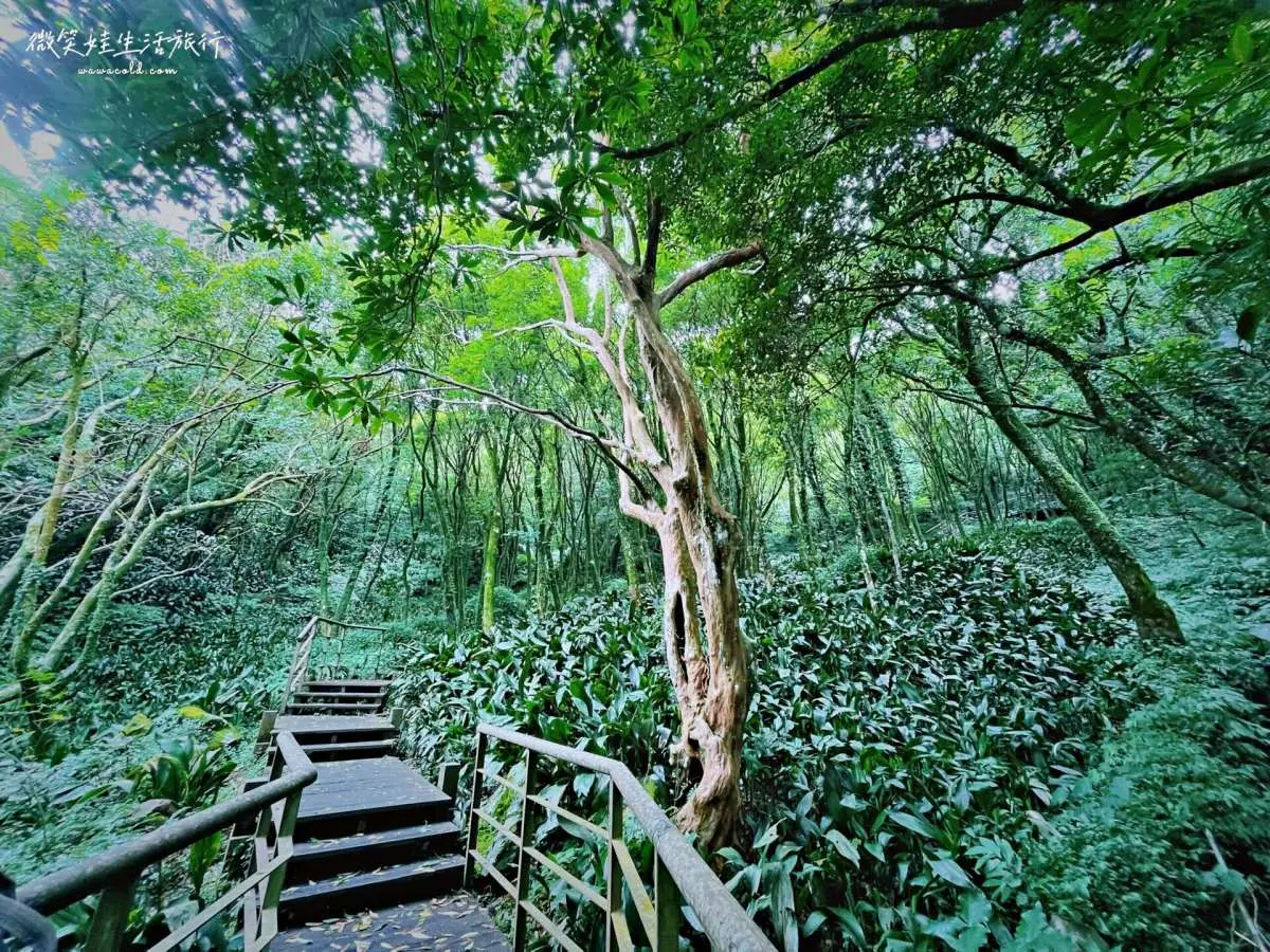 20分鐘輕鬆走完!「魔幻森林步道」藏陽明山,順遊「繡球花祕境」美照拍到飽 20分鐘輕鬆走完!「魔幻森林步道」藏陽明山,順遊「繡球花祕境」美照拍到飽
