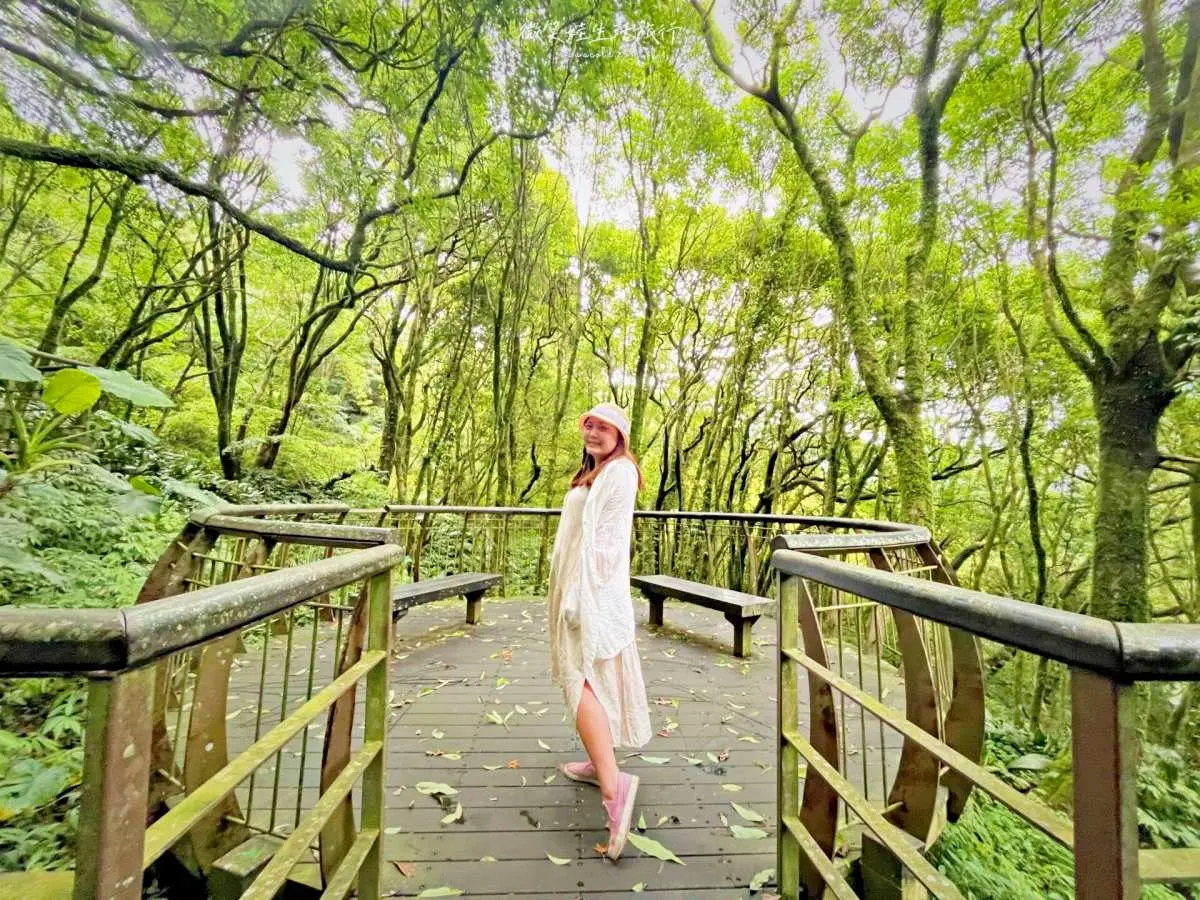 20分鐘輕鬆走完!「魔幻森林步道」藏陽明山,順遊「繡球花祕境」美照拍到飽 20分鐘輕鬆走完!「魔幻森林步道」藏陽明山,順遊「繡球花祕境」美照拍到飽