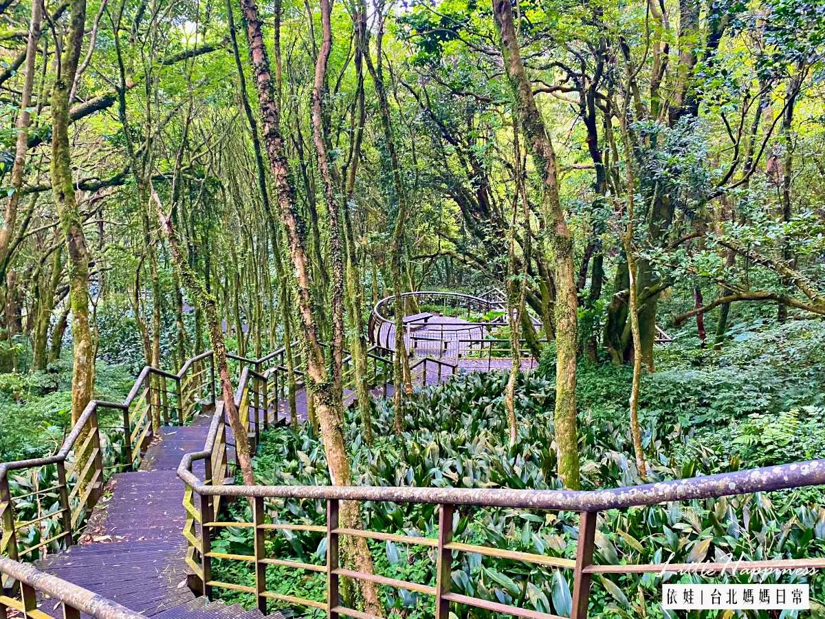20分鐘輕鬆走完!「魔幻森林步道」藏陽明山,順遊「繡球花祕境」美照拍到飽 20分鐘輕鬆走完!「魔幻森林步道」藏陽明山,順遊「繡球花祕境」美照拍到飽