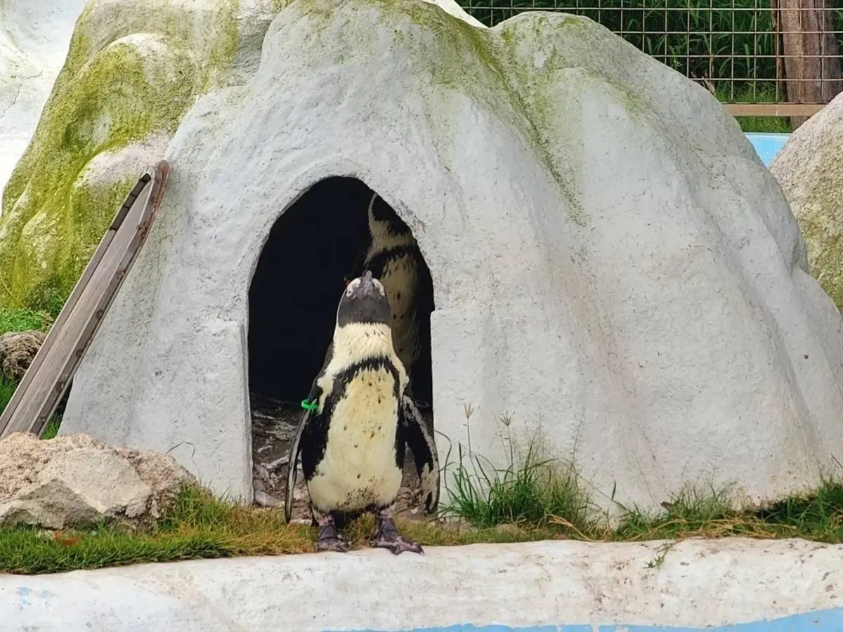 零距離餵萌水豚!台南「頑皮世界野生動物園」行程攻略:特色亮點、門票資訊 零距離餵萌水豚!台南「頑皮世界野生動物園」行程攻略:特色亮點、門票資訊