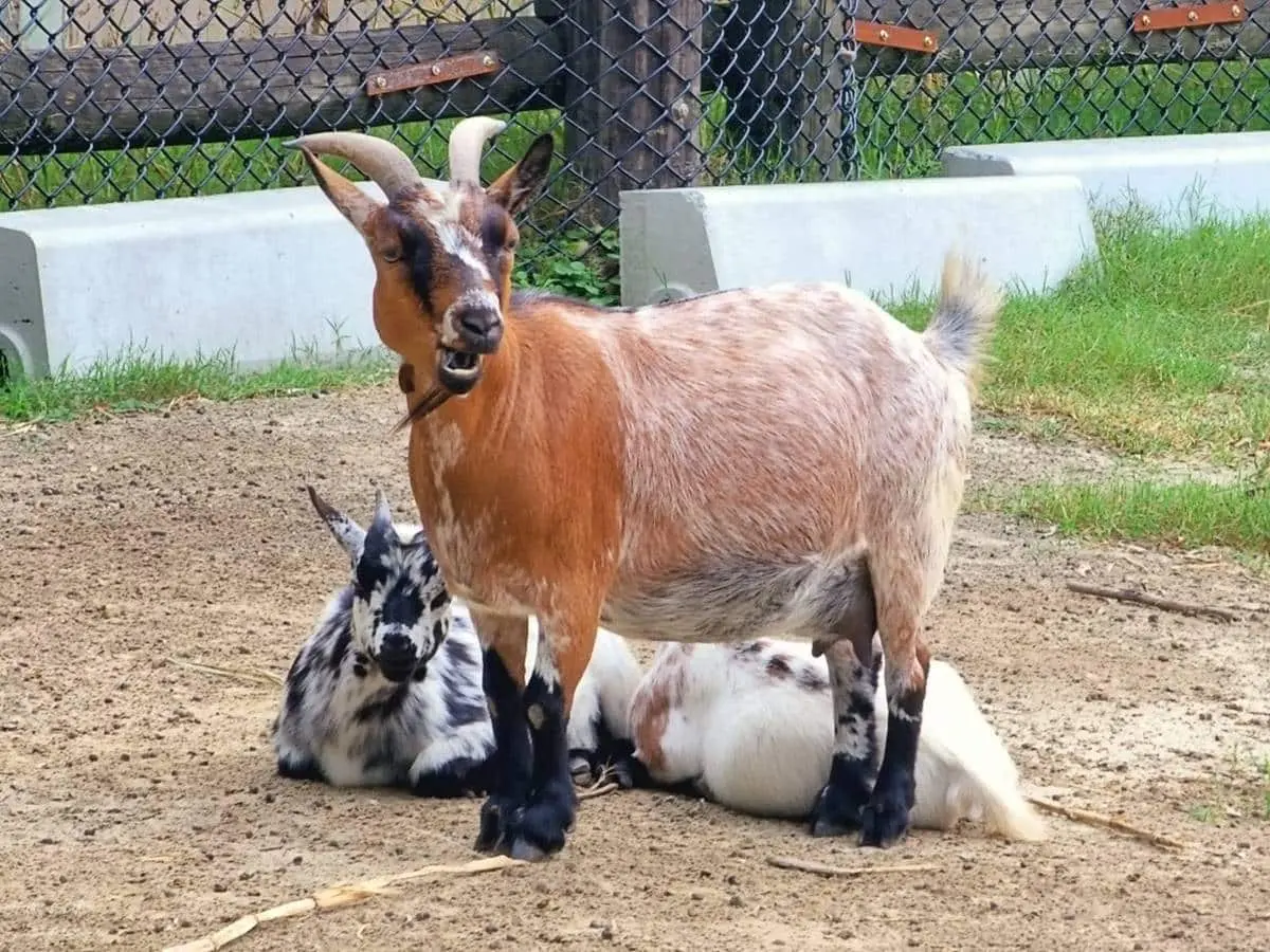 零距離餵萌水豚!台南「頑皮世界野生動物園」行程攻略:特色亮點、門票資訊 零距離餵萌水豚!台南「頑皮世界野生動物園」行程攻略:特色亮點、門票資訊