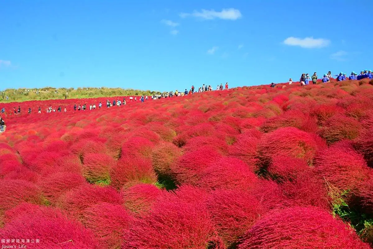秋季限定「毛絨絨美景」！萬坪祕境公園打卡「千株波波草」，整片紅通通拍到飽