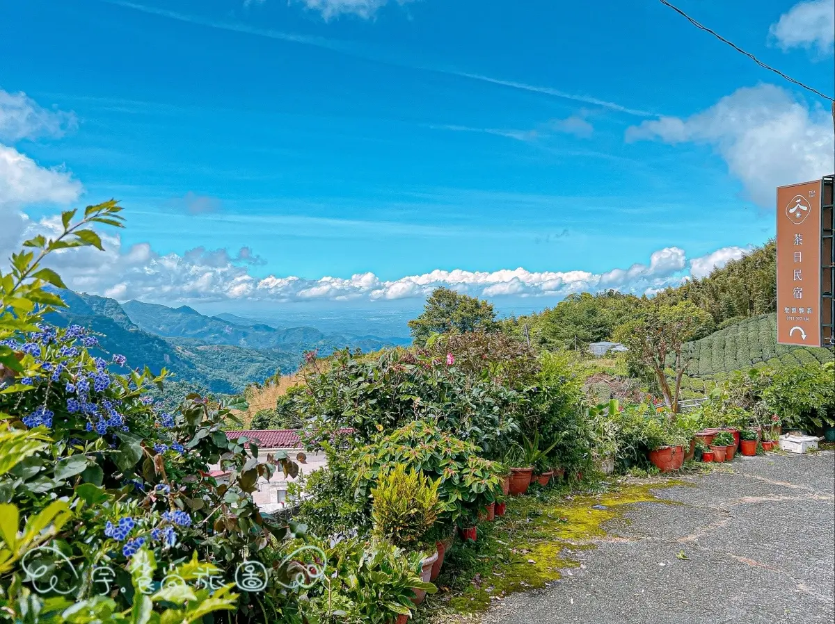 雲海茶園無敵窗景!阿里山新祕境民宿,品茗還能「指點人生」 雲海茶園無敵窗景!阿里山新祕境民宿,品茗還能「指點人生」