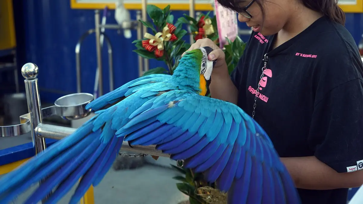 高雄「萌寵迷你動物園」!近距離互動狐獴、草泥馬,還有狗狗、貓貓也集合 高雄「萌寵迷你動物園」!近距離互動狐獴、草泥馬,還有狗狗、貓貓也集合