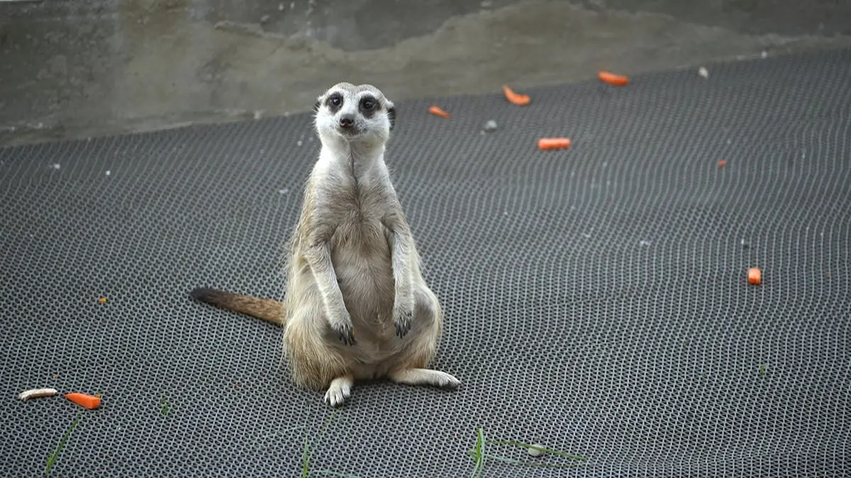 高雄「萌寵迷你動物園」!近距離互動狐獴、草泥馬,還有狗狗、貓貓也集合 高雄「萌寵迷你動物園」!近距離互動狐獴、草泥馬,還有狗狗、貓貓也集合