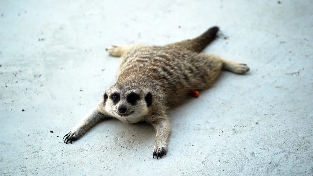 高雄「萌寵迷你動物園」!近距離互動狐獴、草泥馬,還有狗狗、貓貓也集合 高雄「萌寵迷你動物園」!近距離互動狐獴、草泥馬,還有狗狗、貓貓也集合
