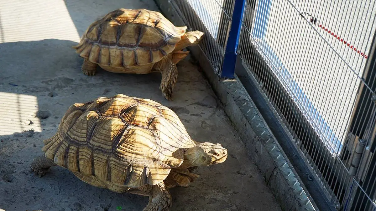 高雄「萌寵迷你動物園」!近距離互動狐獴、草泥馬,還有狗狗、貓貓也集合 高雄「萌寵迷你動物園」!近距離互動狐獴、草泥馬,還有狗狗、貓貓也集合
