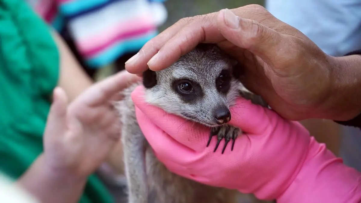 高雄「萌寵迷你動物園」!近距離互動狐獴、草泥馬,還有狗狗、貓貓也集合 高雄「萌寵迷你動物園」!近距離互動狐獴、草泥馬,還有狗狗、貓貓也集合