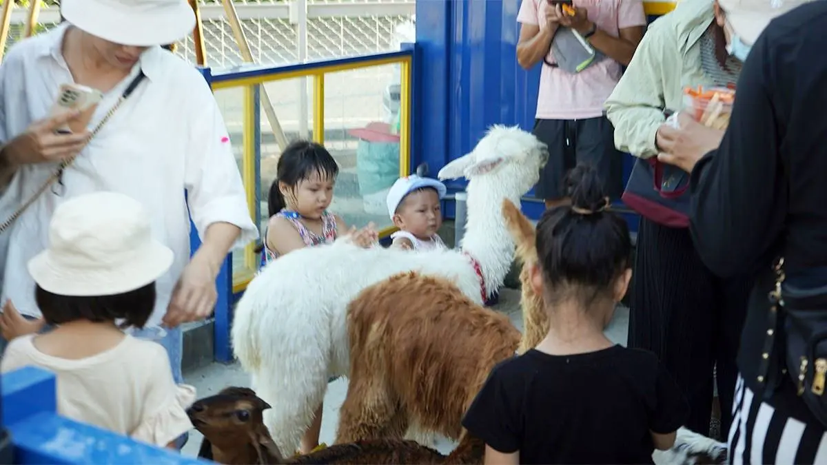 高雄「萌寵迷你動物園」!近距離互動狐獴、草泥馬,還有狗狗、貓貓也集合 高雄「萌寵迷你動物園」!近距離互動狐獴、草泥馬,還有狗狗、貓貓也集合