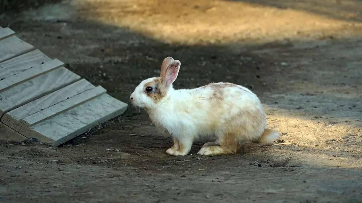 高雄「萌寵迷你動物園」!近距離互動狐獴、草泥馬,還有狗狗、貓貓也集合 高雄「萌寵迷你動物園」!近距離互動狐獴、草泥馬,還有狗狗、貓貓也集合