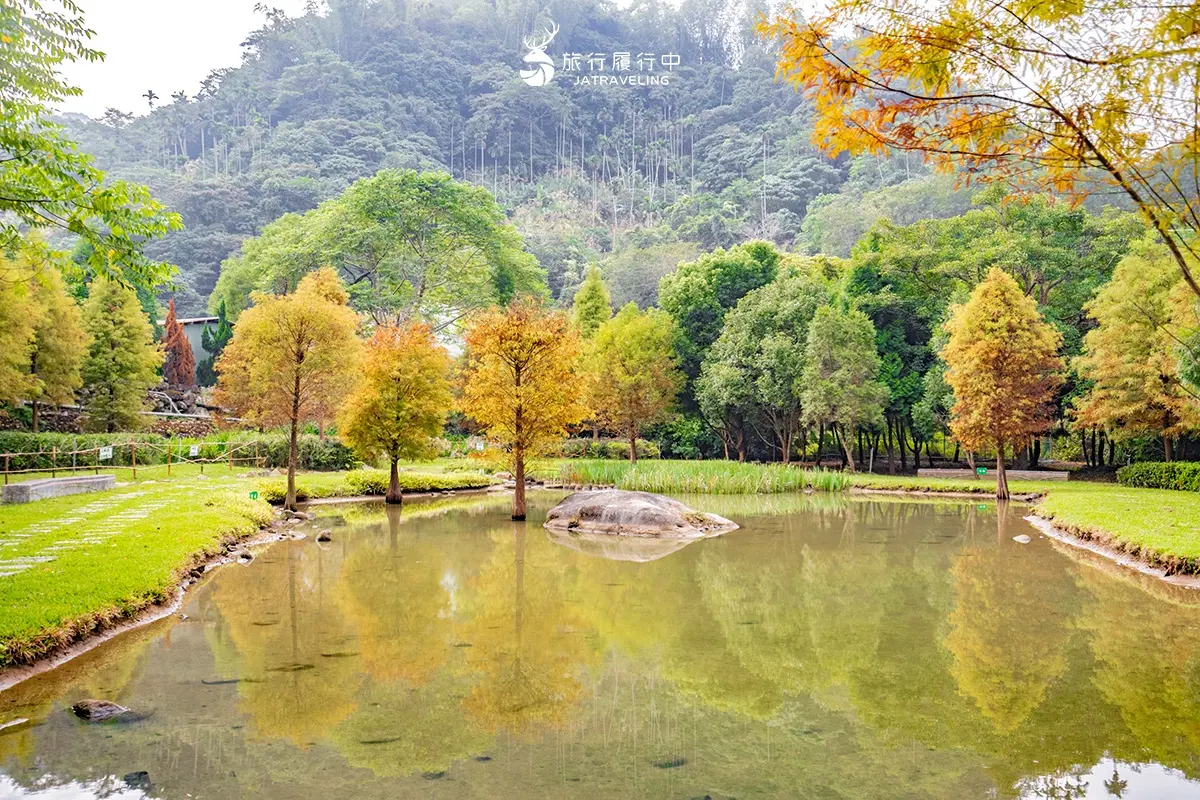太平苗圃落羽松｜台中落羽松景點
