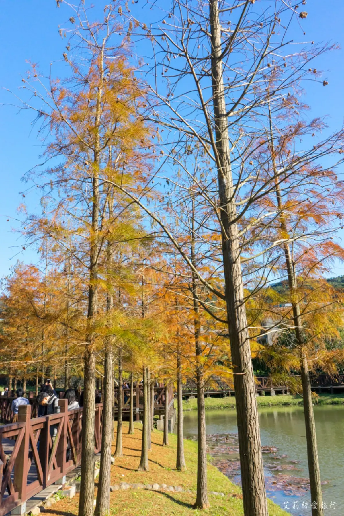 原住民文化主題公園｜台北落羽松景點