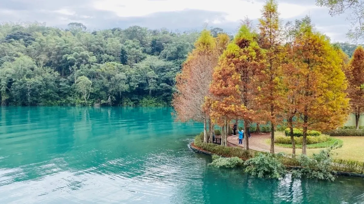向山落羽松｜南投落羽松景點