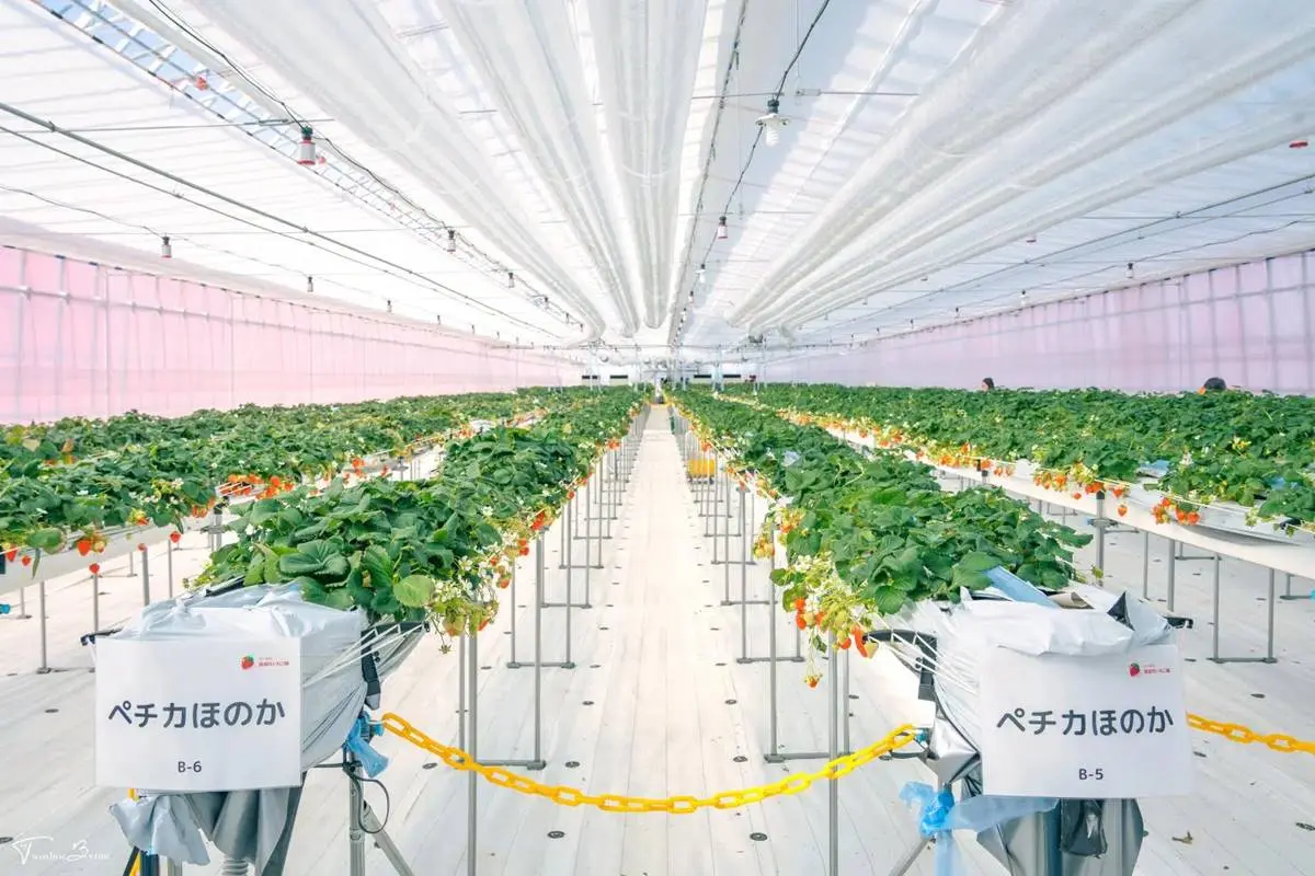 4品種草莓吃到飽!45分鐘「草莓放題」還能免費加煉乳,一年四季都能採 4品種草莓吃到飽!45分鐘「草莓放題」還能免費加煉乳,一年四季都能採