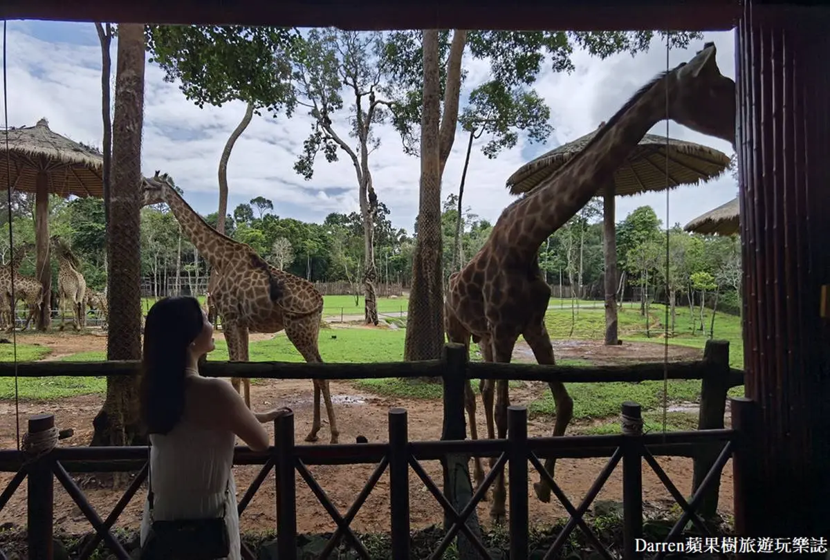 近距離餵長頸鹿、狐猴!親子必逛最強「開放式野生動物園」,還有動物表演秀 近距離餵長頸鹿、狐猴!親子必逛最強「開放式野生動物園」,還有動物表演秀