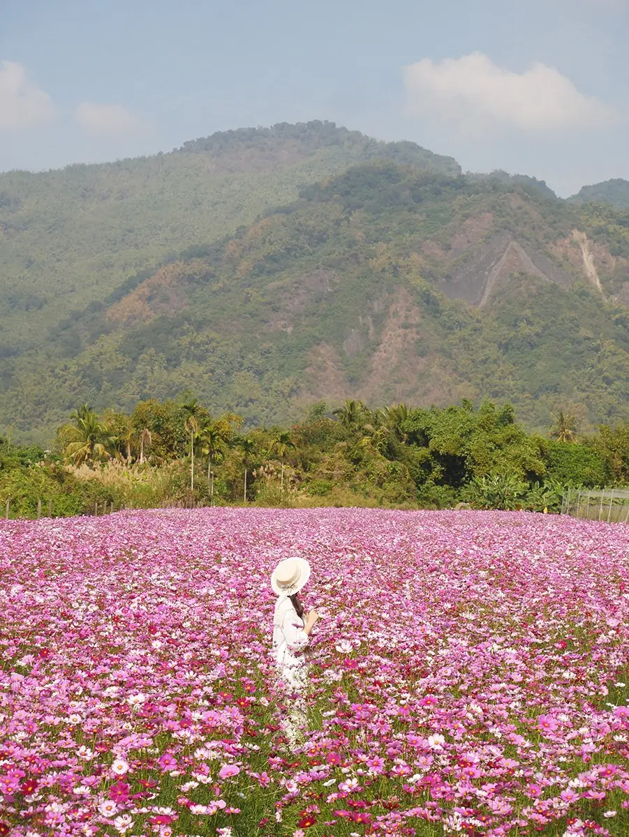 高雄走春賞花去!「2025美濃花海節」浪漫開跑,最佳賞花期、4大花海搶先看 高雄走春賞花去!「2025美濃花海節」浪漫開跑,最佳賞花期、4大花海搶先看