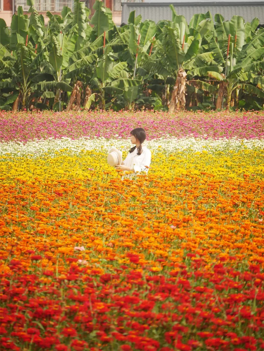 高雄走春賞花去!「2025美濃花海節」浪漫開跑,最佳賞花期、4大花海搶先看 高雄走春賞花去!「2025美濃花海節」浪漫開跑,最佳賞花期、4大花海搶先看