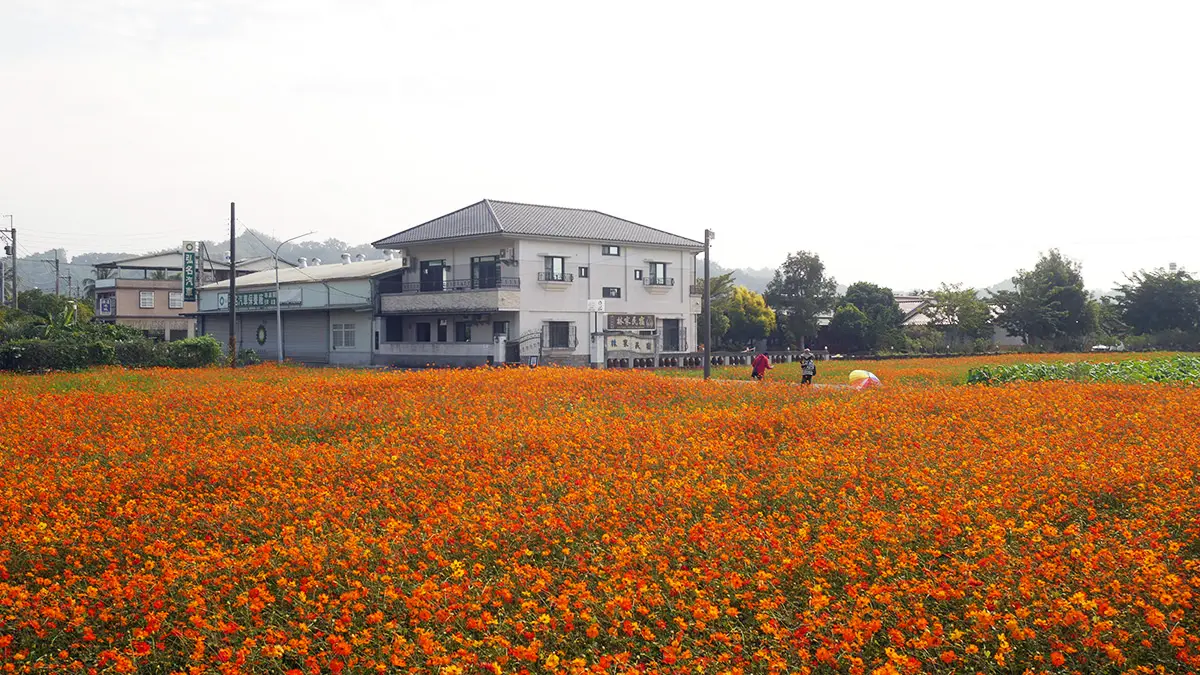高雄走春賞花去!「2025美濃花海節」浪漫開跑,最佳賞花期、4大花海搶先看 高雄走春賞花去!「2025美濃花海節」浪漫開跑,最佳賞花期、4大花海搶先看