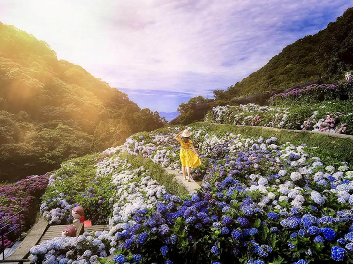 一年四季都有花！「2026陽明山花季」開花情報、賞花地圖，陽明山一日遊推薦