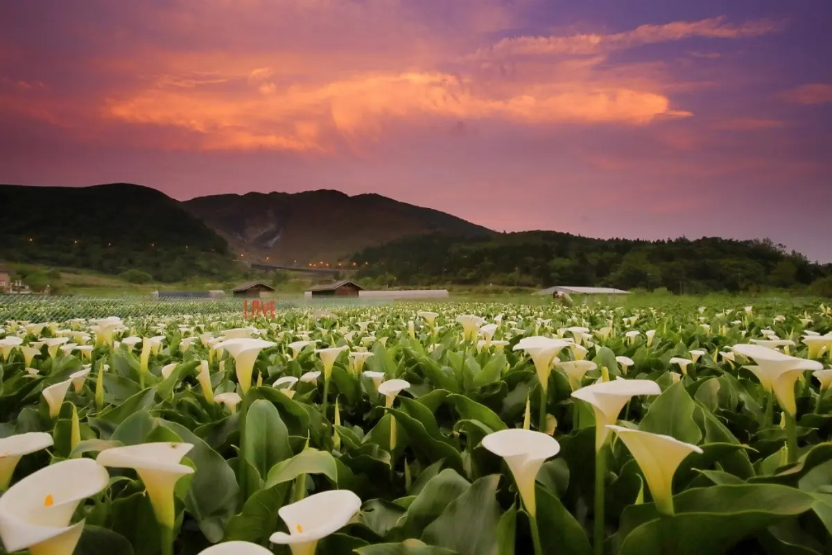 一年四季都有花！「2026陽明山花季」開花情報、賞花地圖，陽明山一日遊推薦
